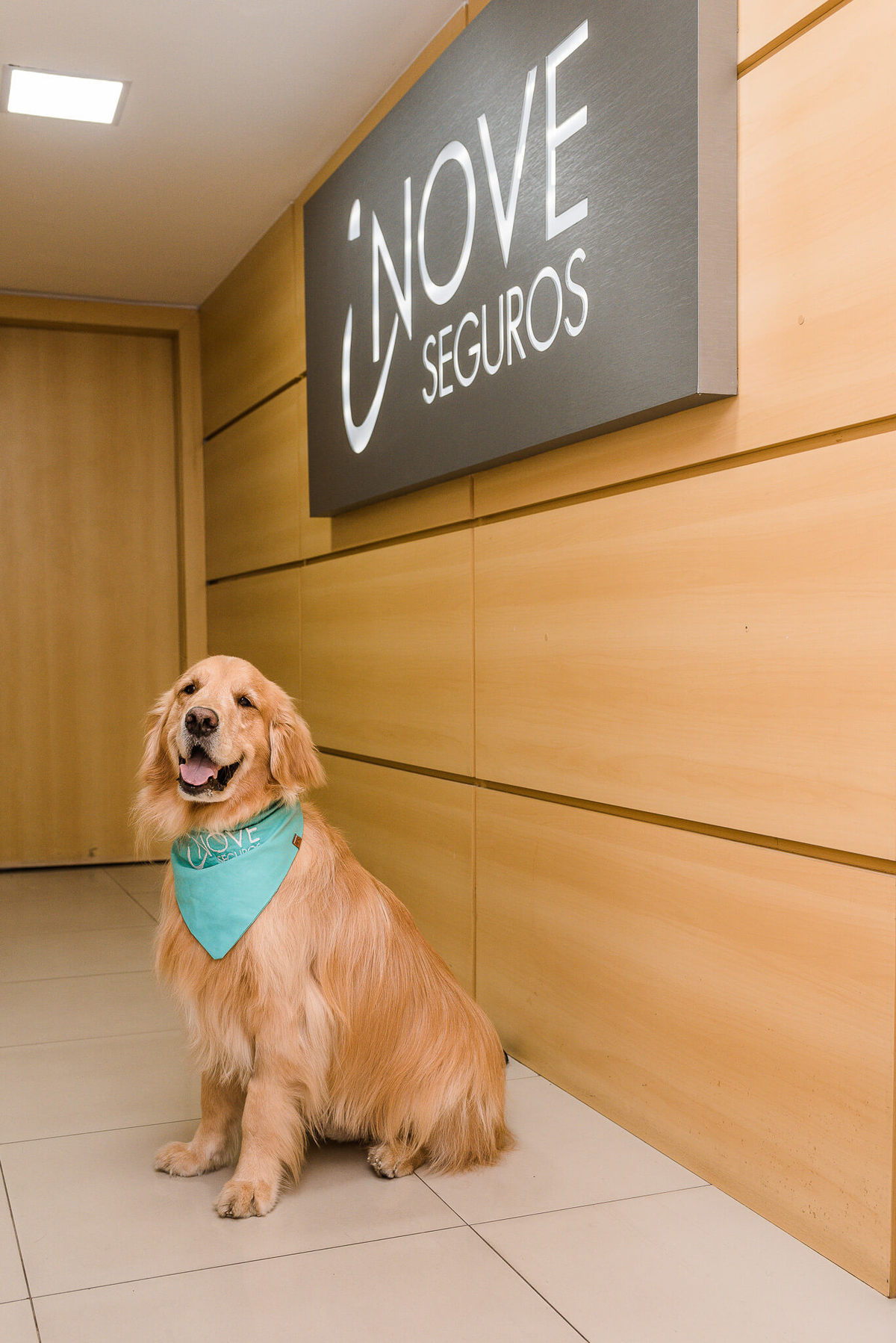 Fotos para marca pet friendly de seguros Rio de Janeiro