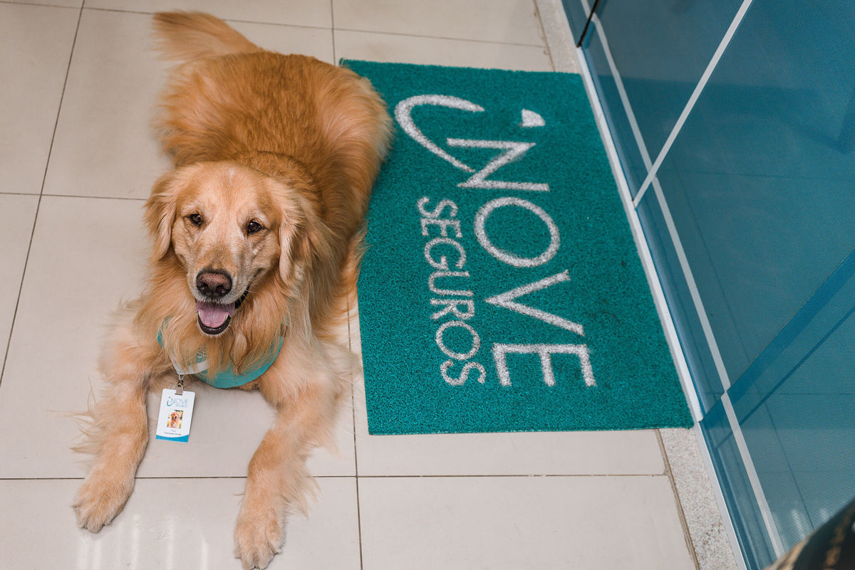 Fotos para marca pet friendly de seguros Rio de Janeiro