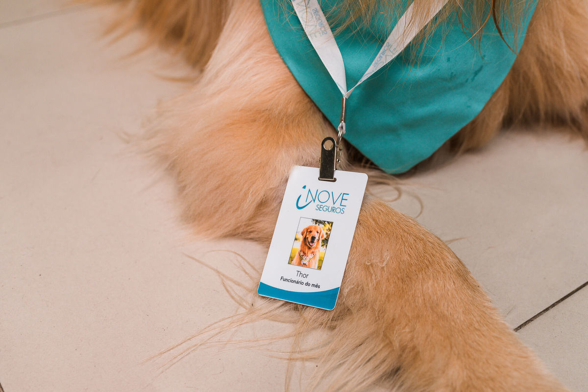 Fotos para marca pet friendly de seguros Rio de Janeiro