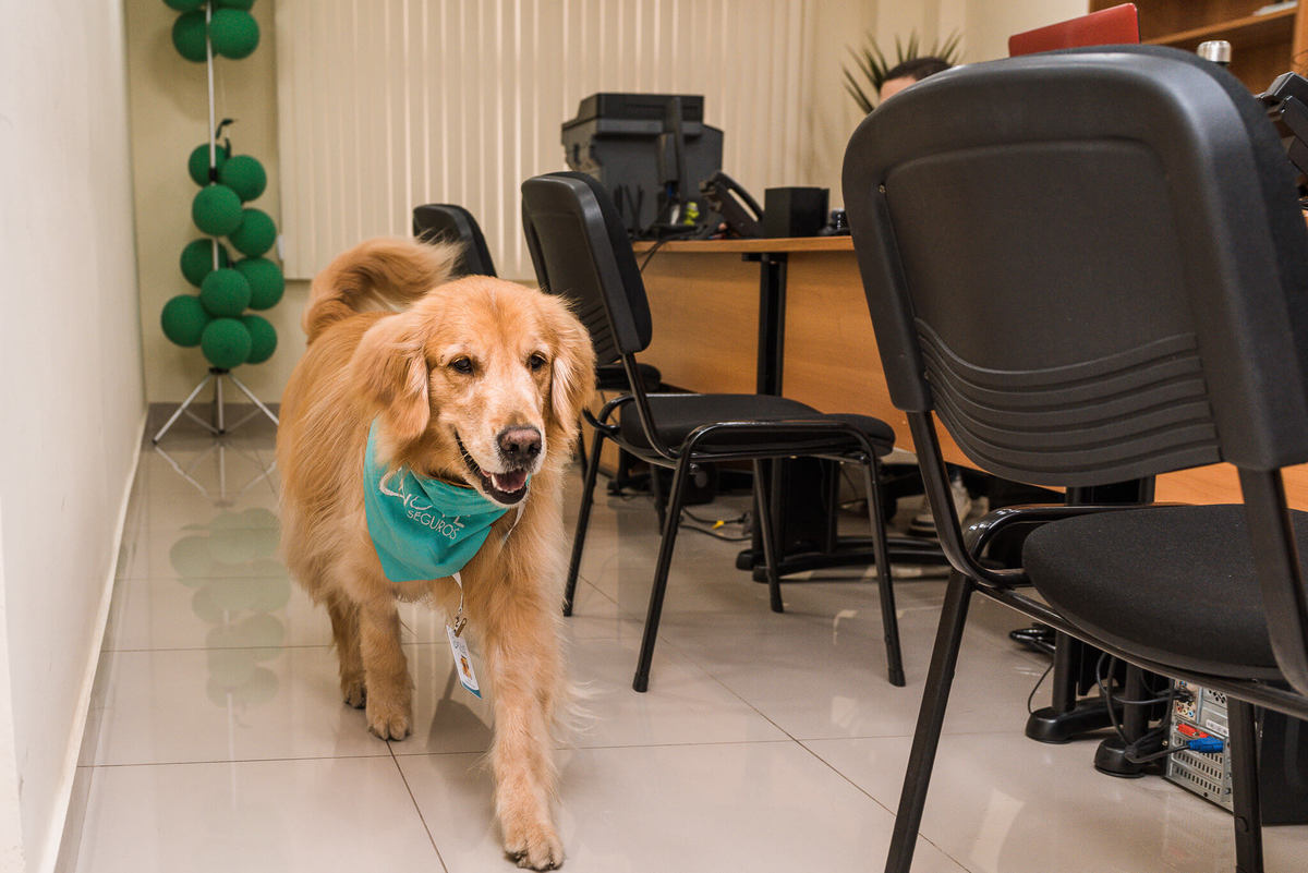 Fotos para marca pet friendly de seguros Rio de Janeiro