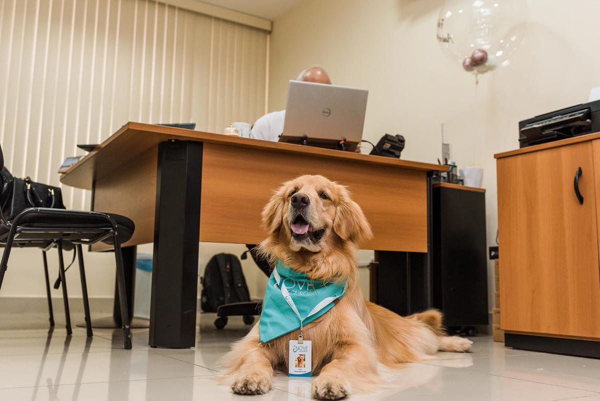 Fotos para marca pet friendly de seguros Rio de Janeiro