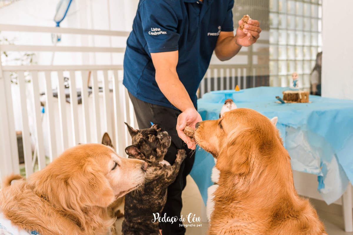 Festa Pet no day care Barra da Tijuca Rio de Janeiro