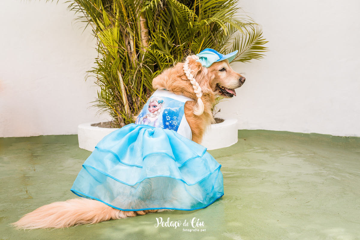 Festa Pet no day care Barra da Tijuca Rio de Janeiro