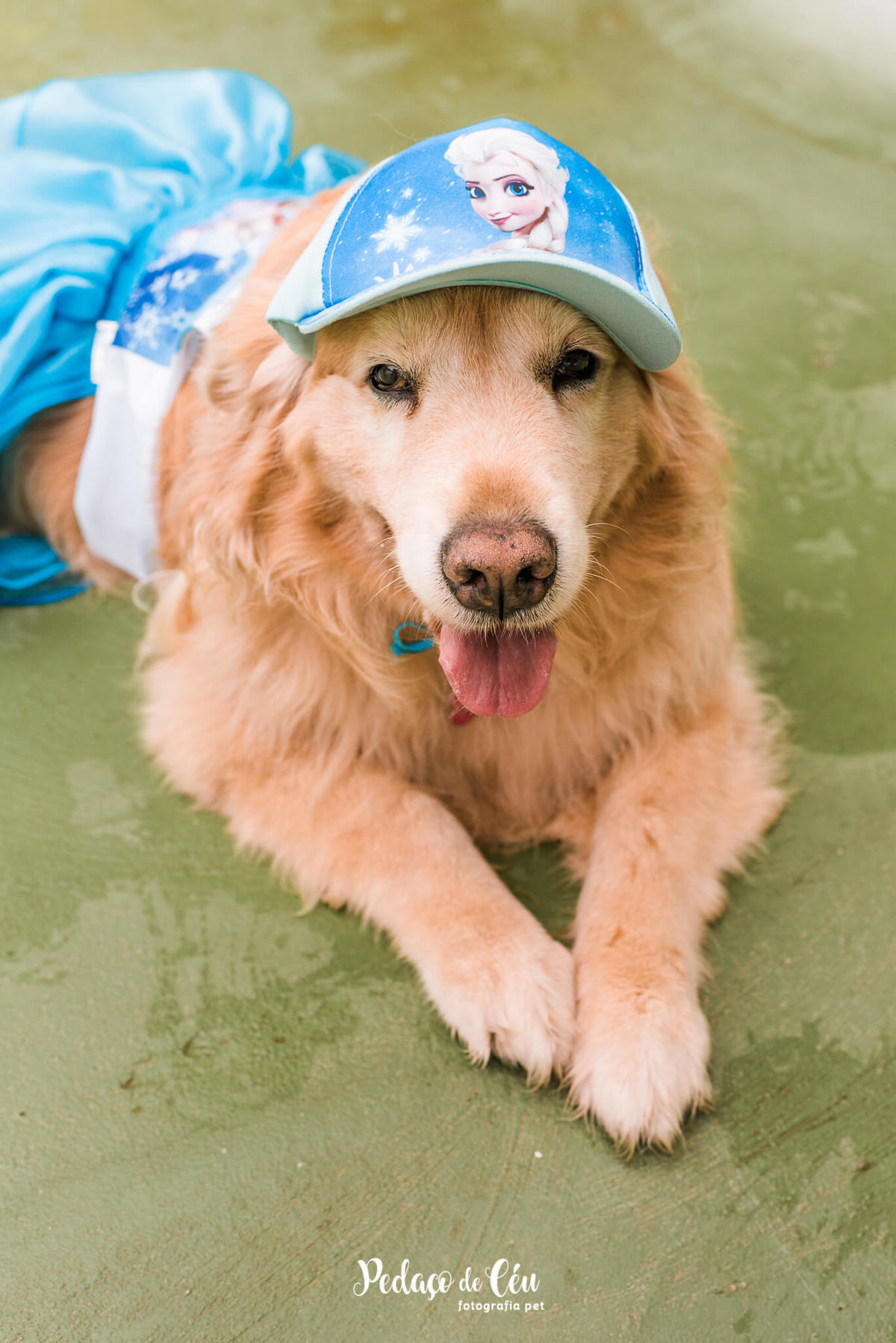 Festa Pet no day care Barra da Tijuca Rio de Janeiro