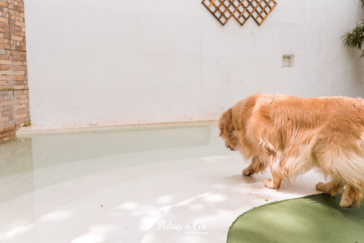 Festa Pet no day care Barra da Tijuca Rio de Janeiro