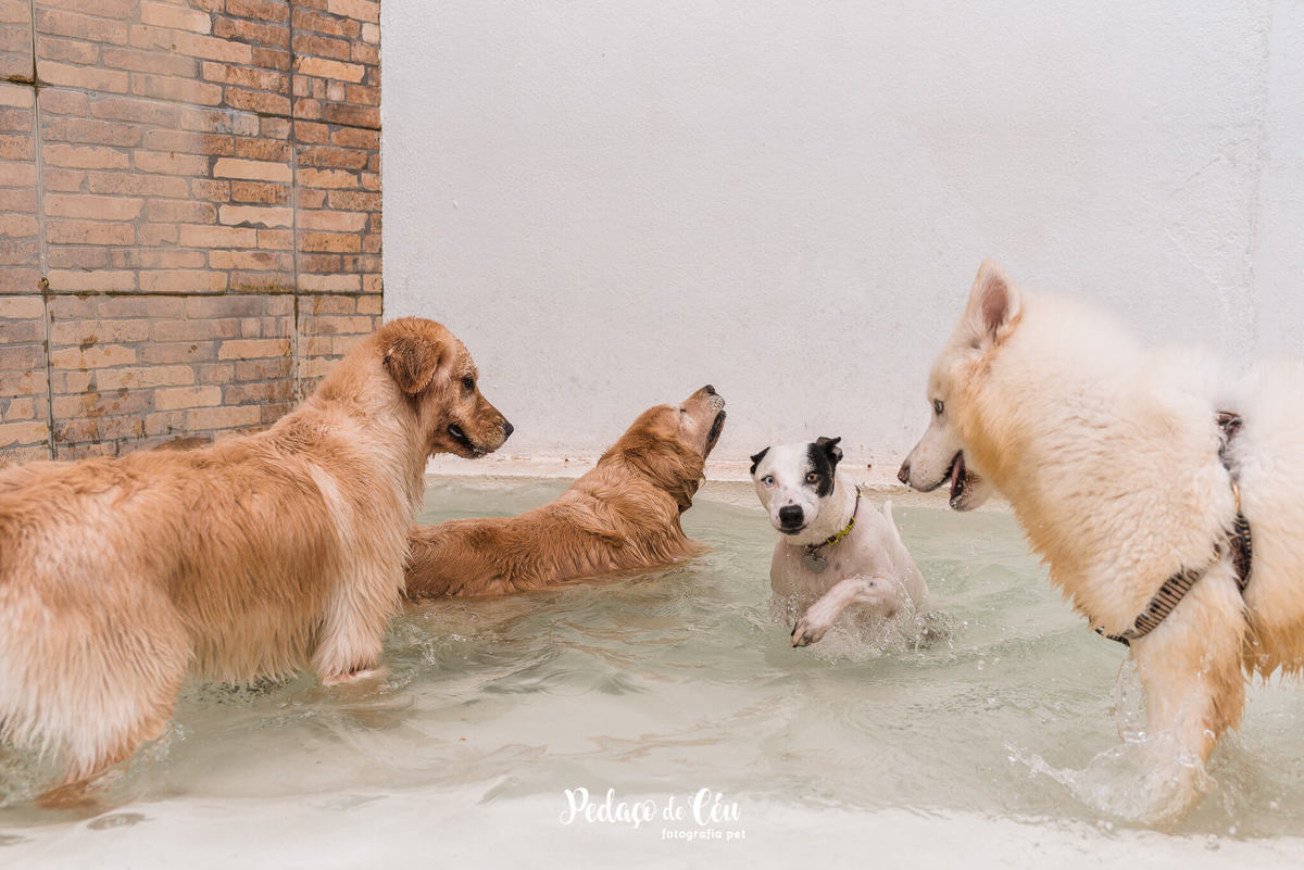 Festa Pet no day care Barra da Tijuca Rio de Janeiro