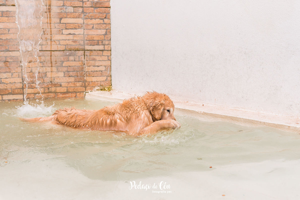 Festa Pet no day care Barra da Tijuca Rio de Janeiro