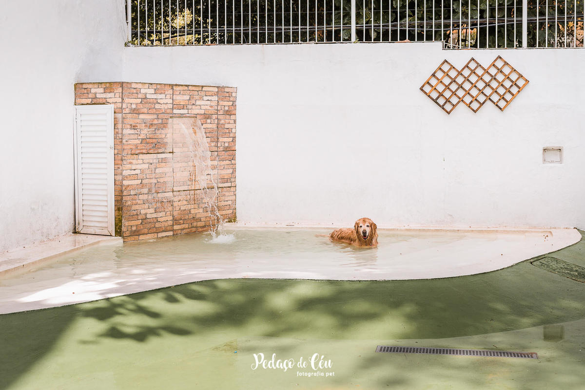 Festa Pet no day care Barra da Tijuca Rio de Janeiro