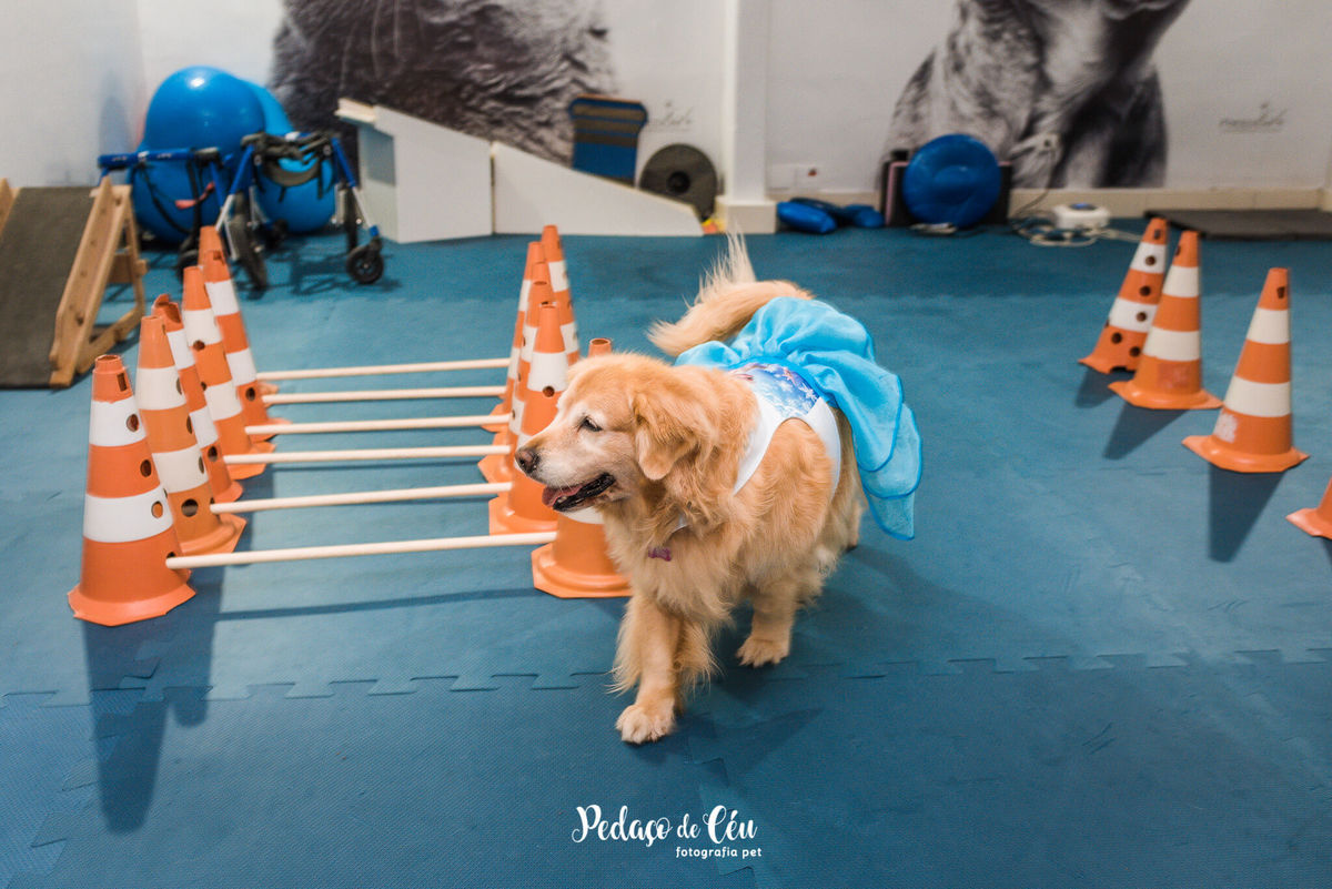 Festa Pet no day care Barra da Tijuca Rio de Janeiro