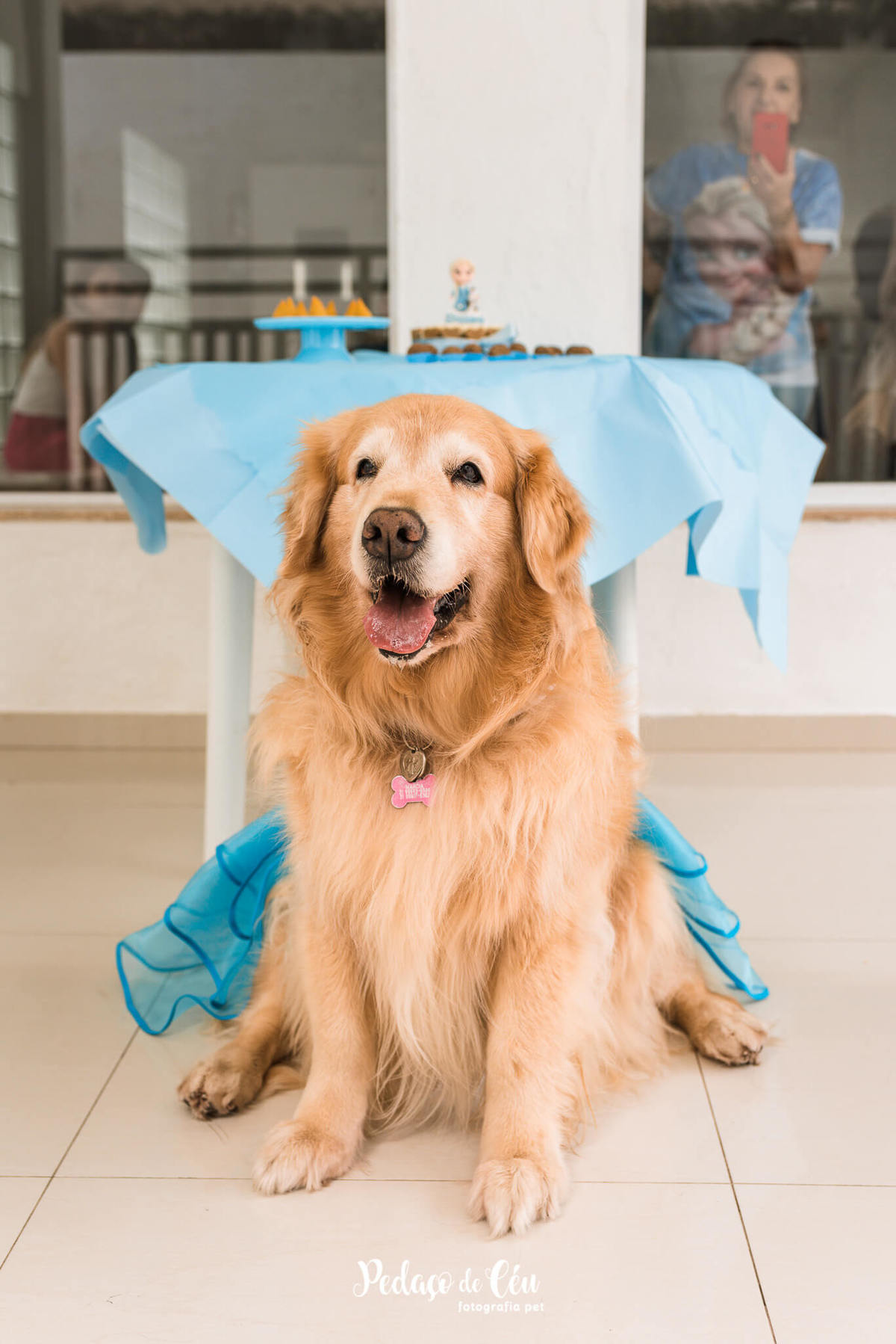 Festa Pet no day care Barra da Tijuca Rio de Janeiro