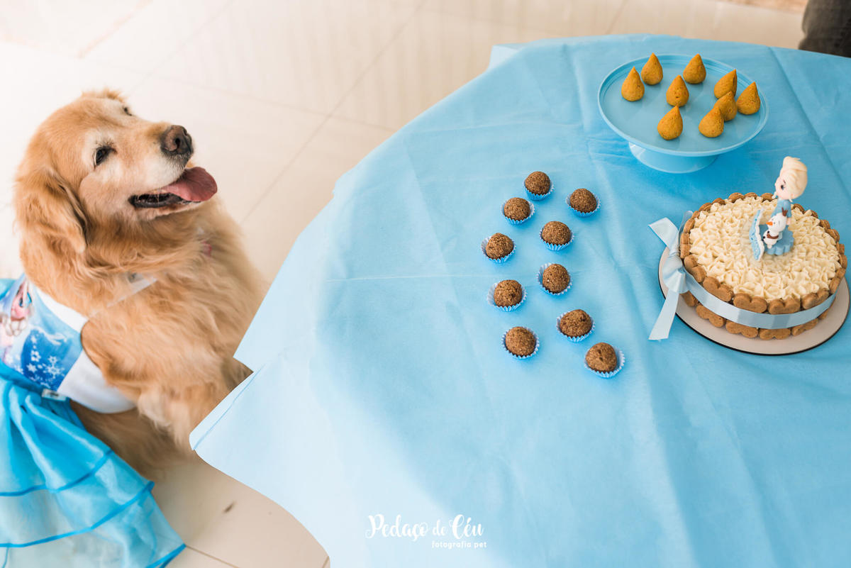 Festa Pet no day care Barra da Tijuca Rio de Janeiro