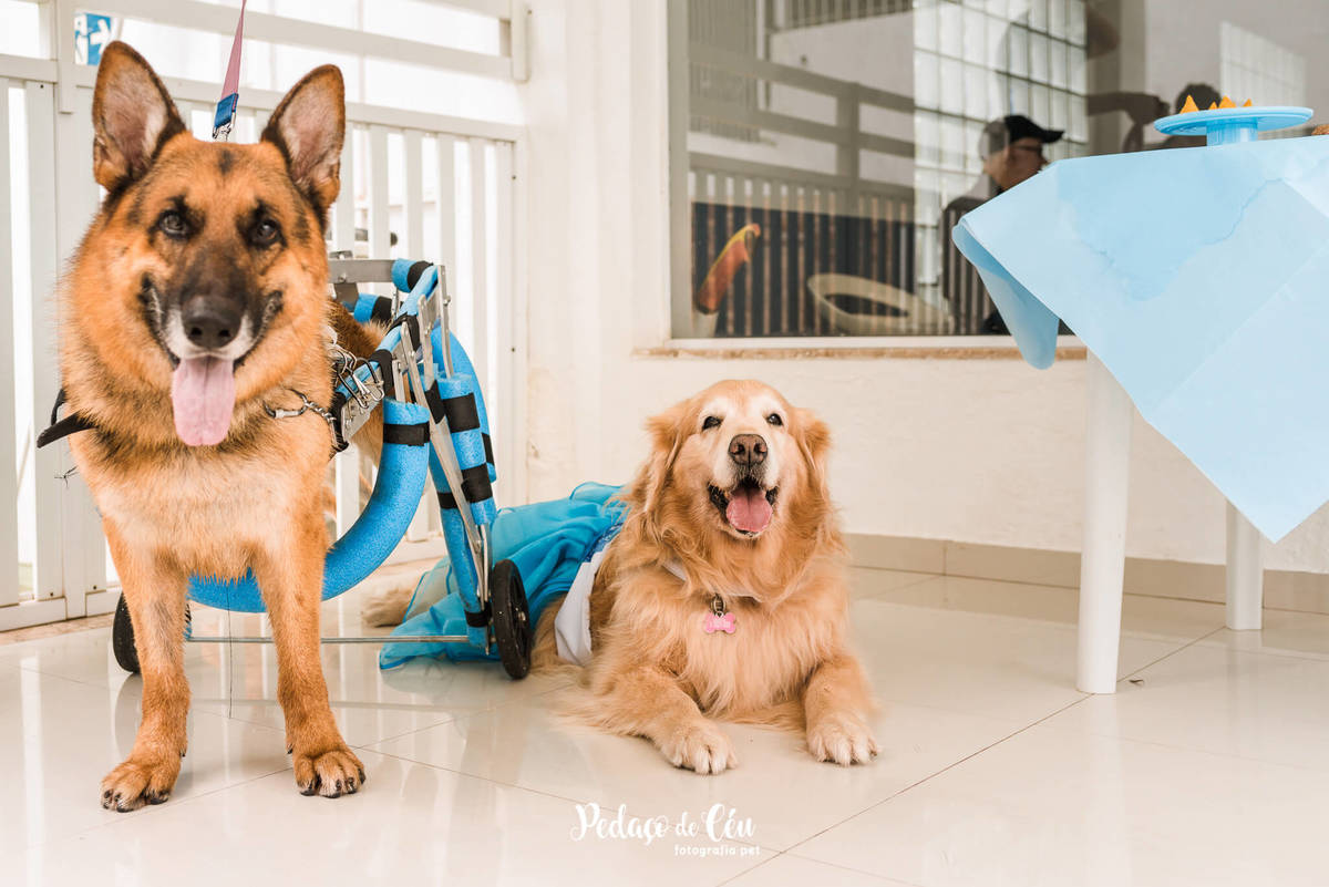 Festa Pet no day care Barra da Tijuca Rio de Janeiro