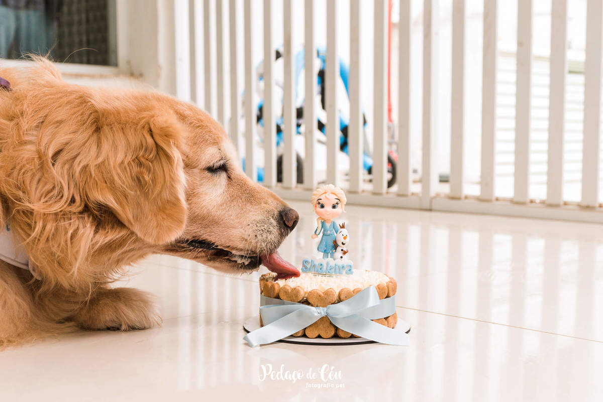 Smash the Cake Rio de Janeiro