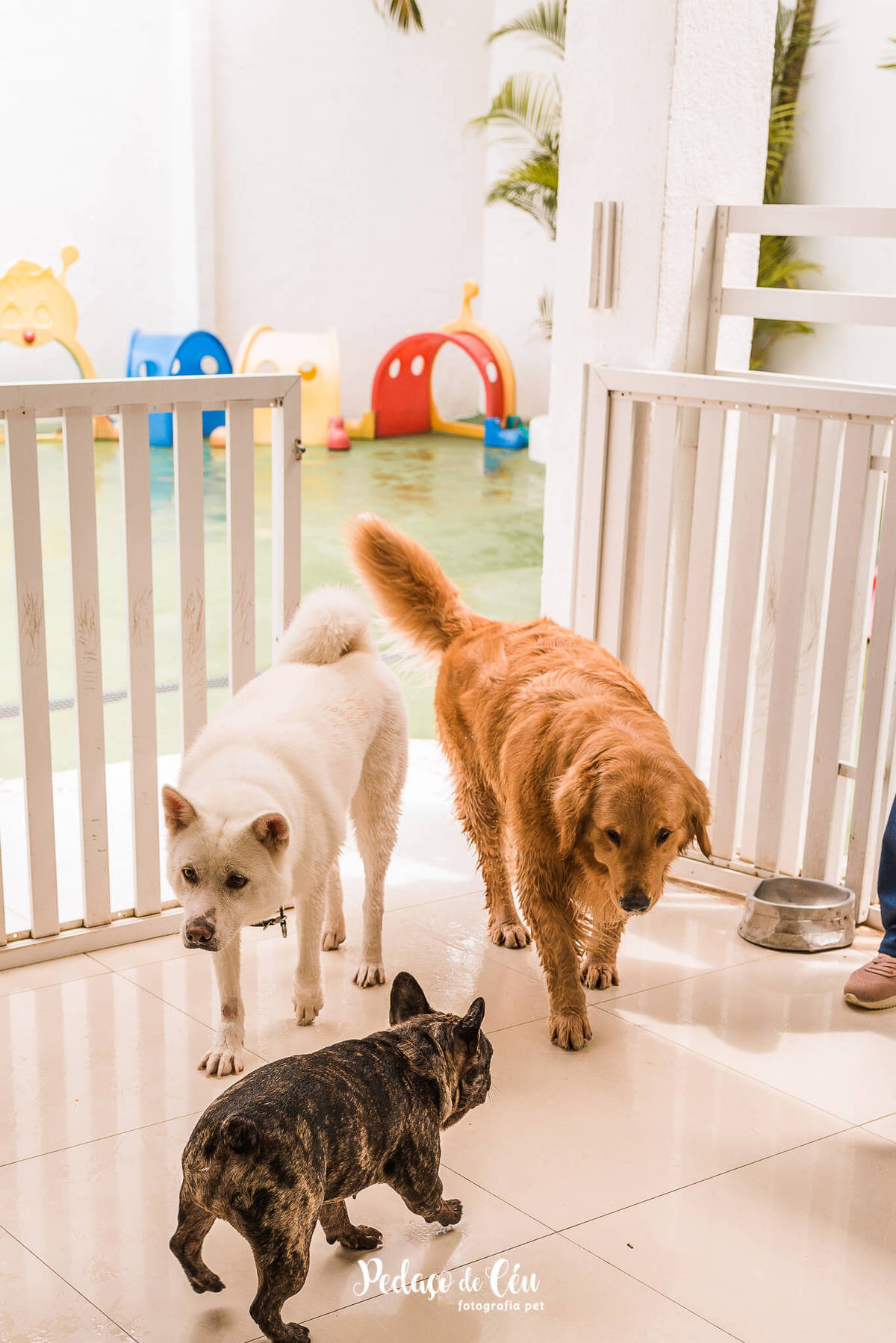 Festa Pet no day care Barra da Tijuca Rio de Janeiro