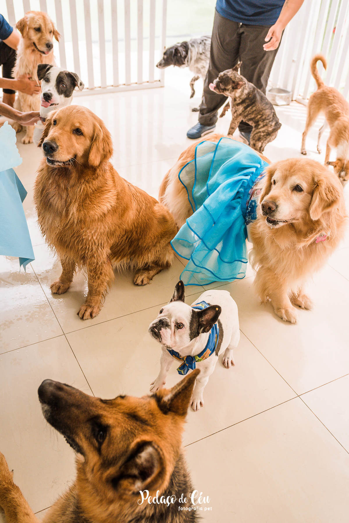 Festa Pet no day care Barra da Tijuca Rio de Janeiro