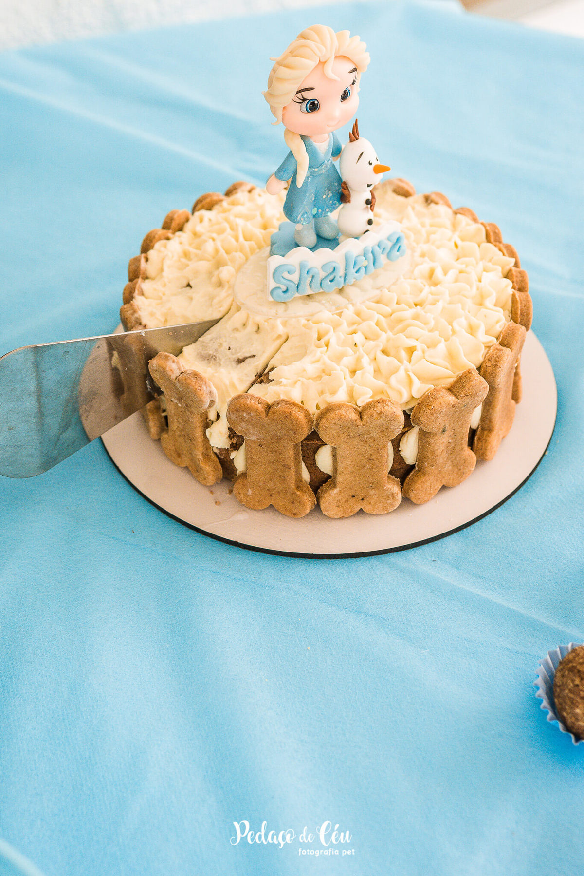 Festa Pet no day care Barra da Tijuca Rio de Janeiro