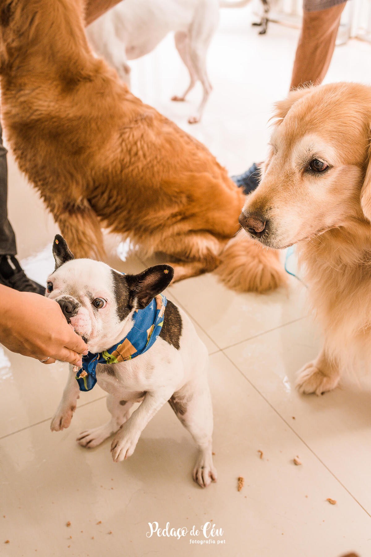 Festa Pet no day care Barra da Tijuca Rio de Janeiro