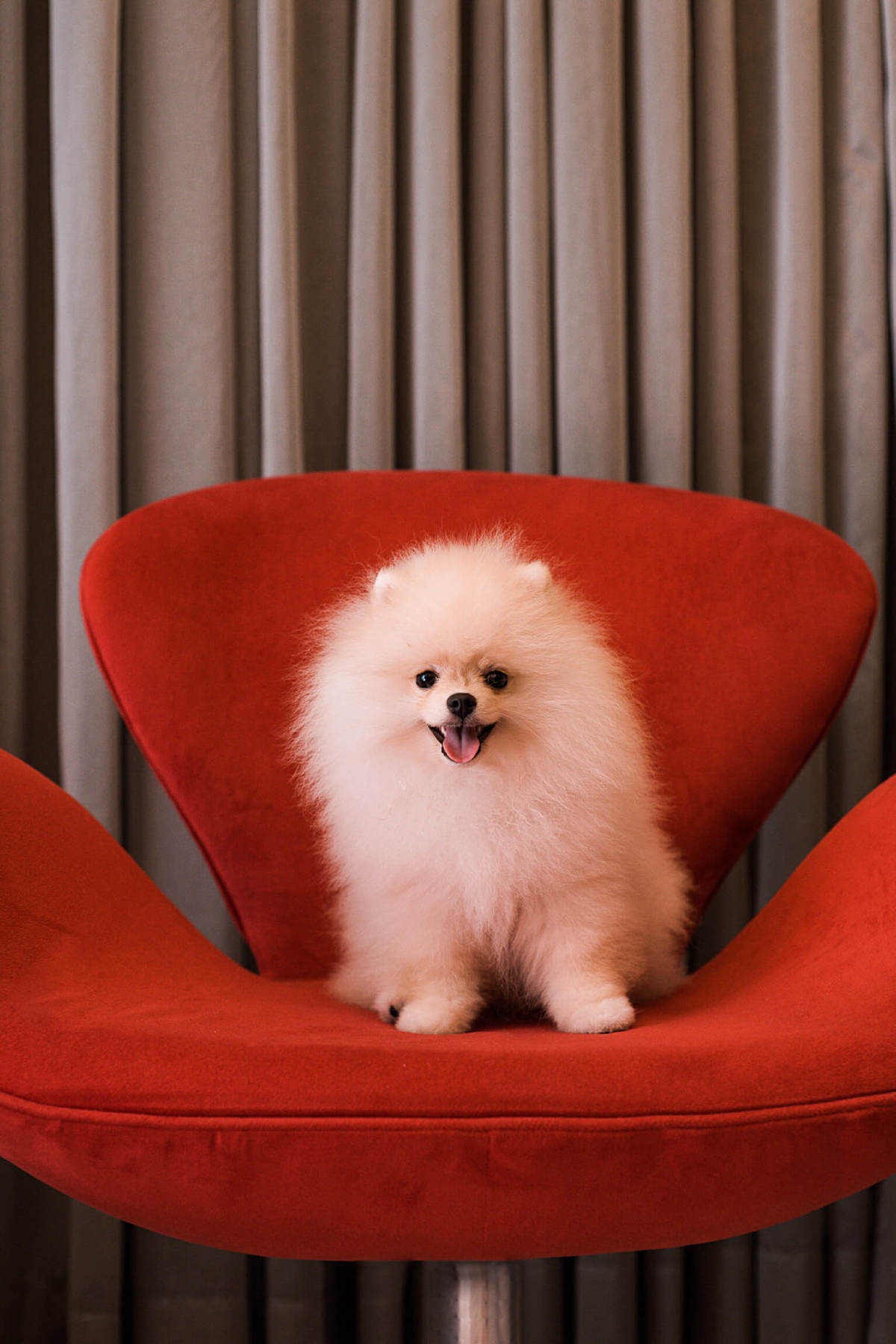 Foto Pet Spitz em casa Rio de Janeiro Lifestyle