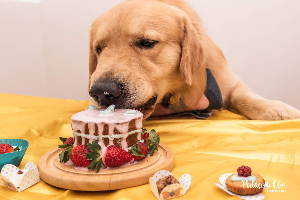 Festa Pet Golden Rio de Janeiro