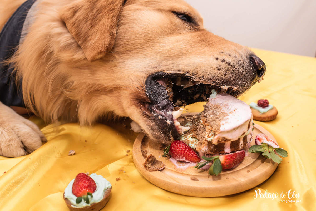 Festa Pet Golden Rio de Janeiro