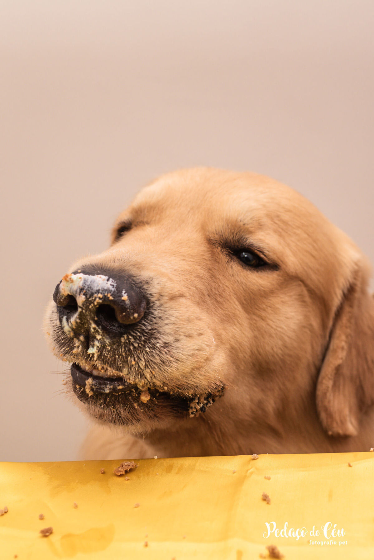 Festa Pet Golden Rio de Janeiro