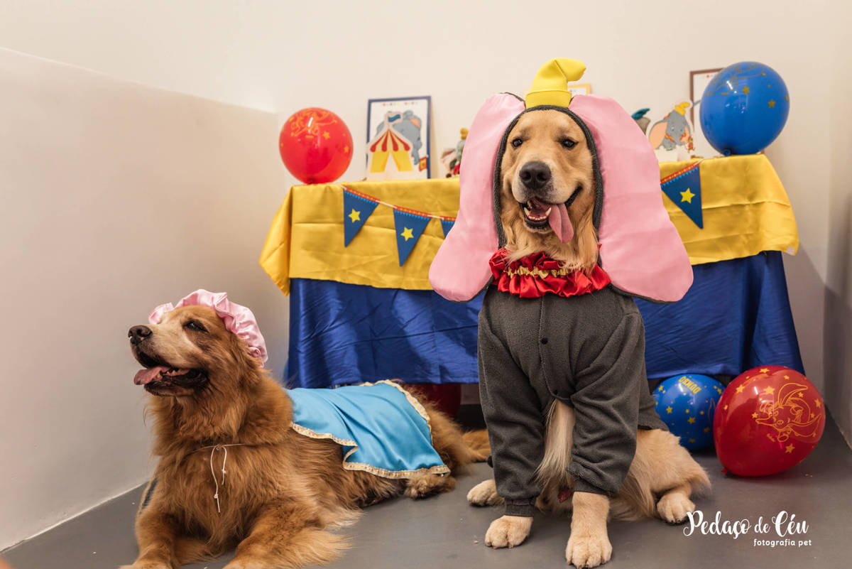Festa Pet Golden Rio de Janeiro