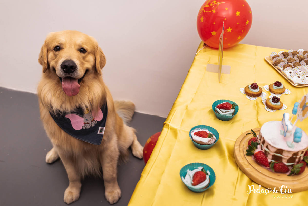 Festa Pet Golden Rio de Janeiro
