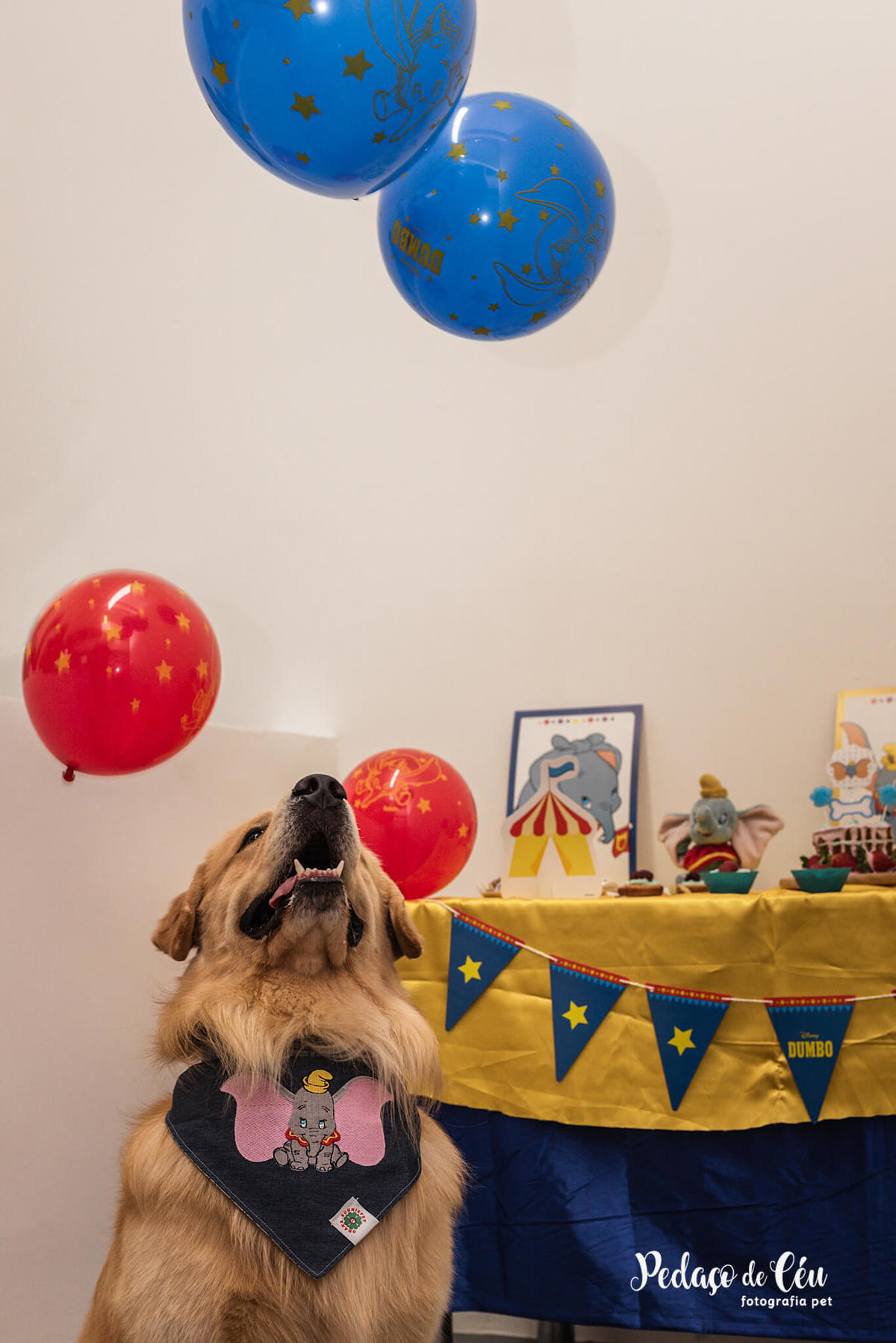 Festa Pet Golden Rio de Janeiro