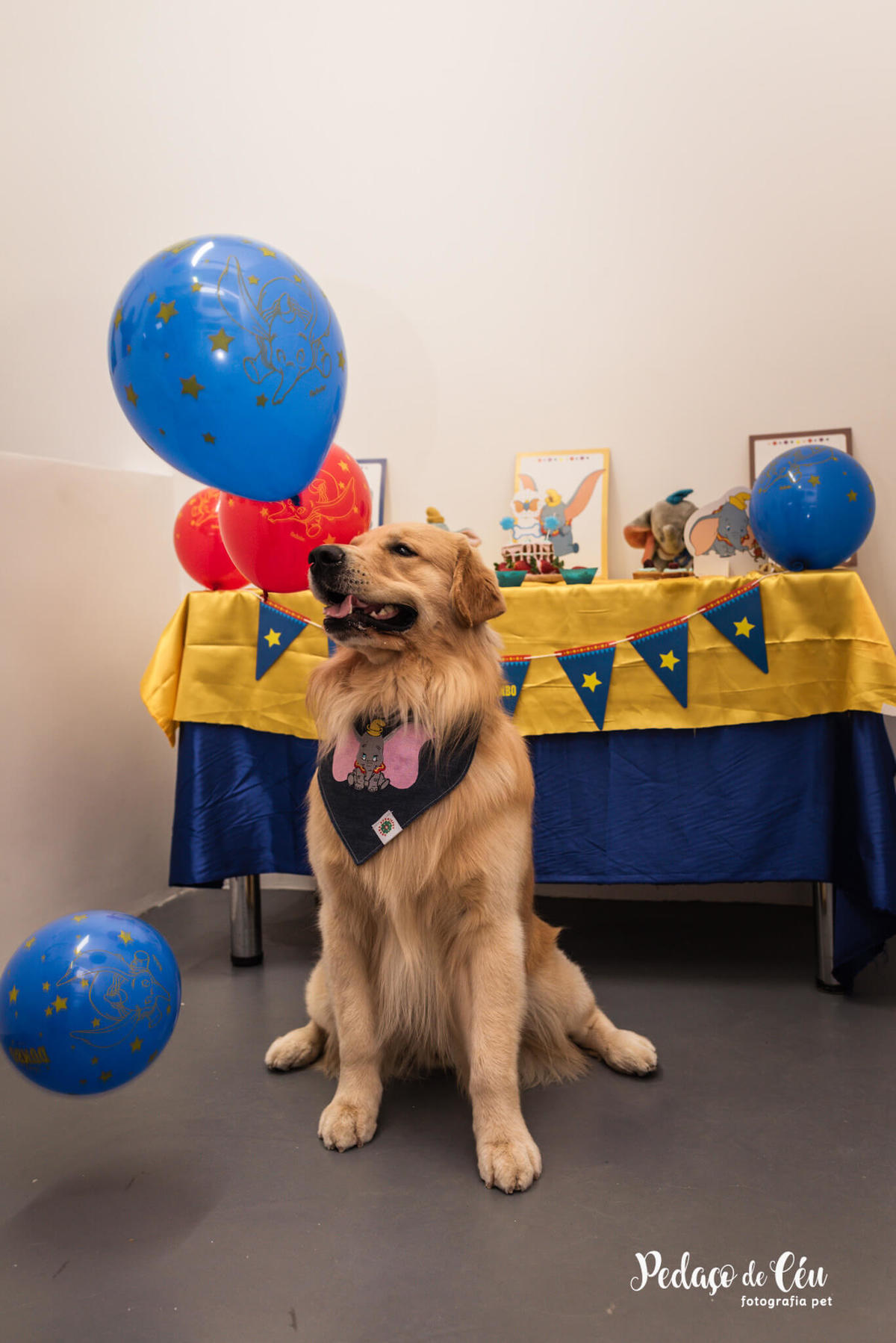 Festa Pet Golden Rio de Janeiro