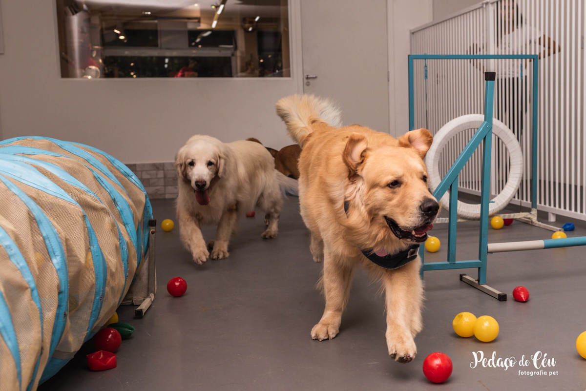 Festa Pet Golden Rio de Janeiro