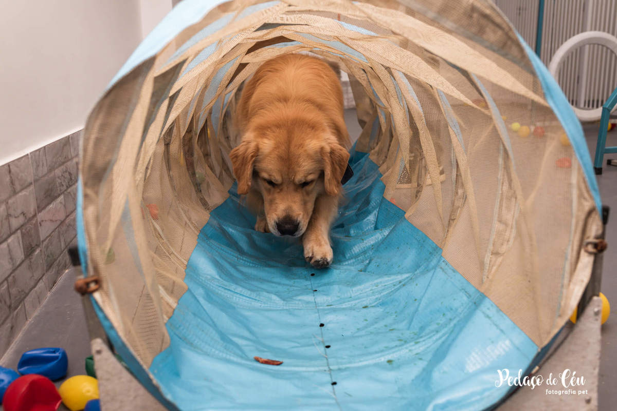 Festa Pet Golden Rio de Janeiro
