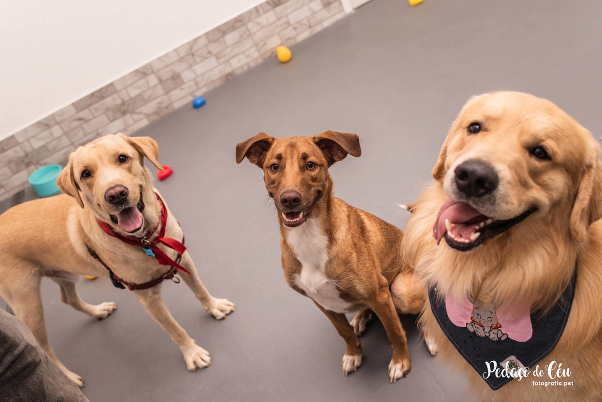 Festa Pet Golden Rio de Janeiro