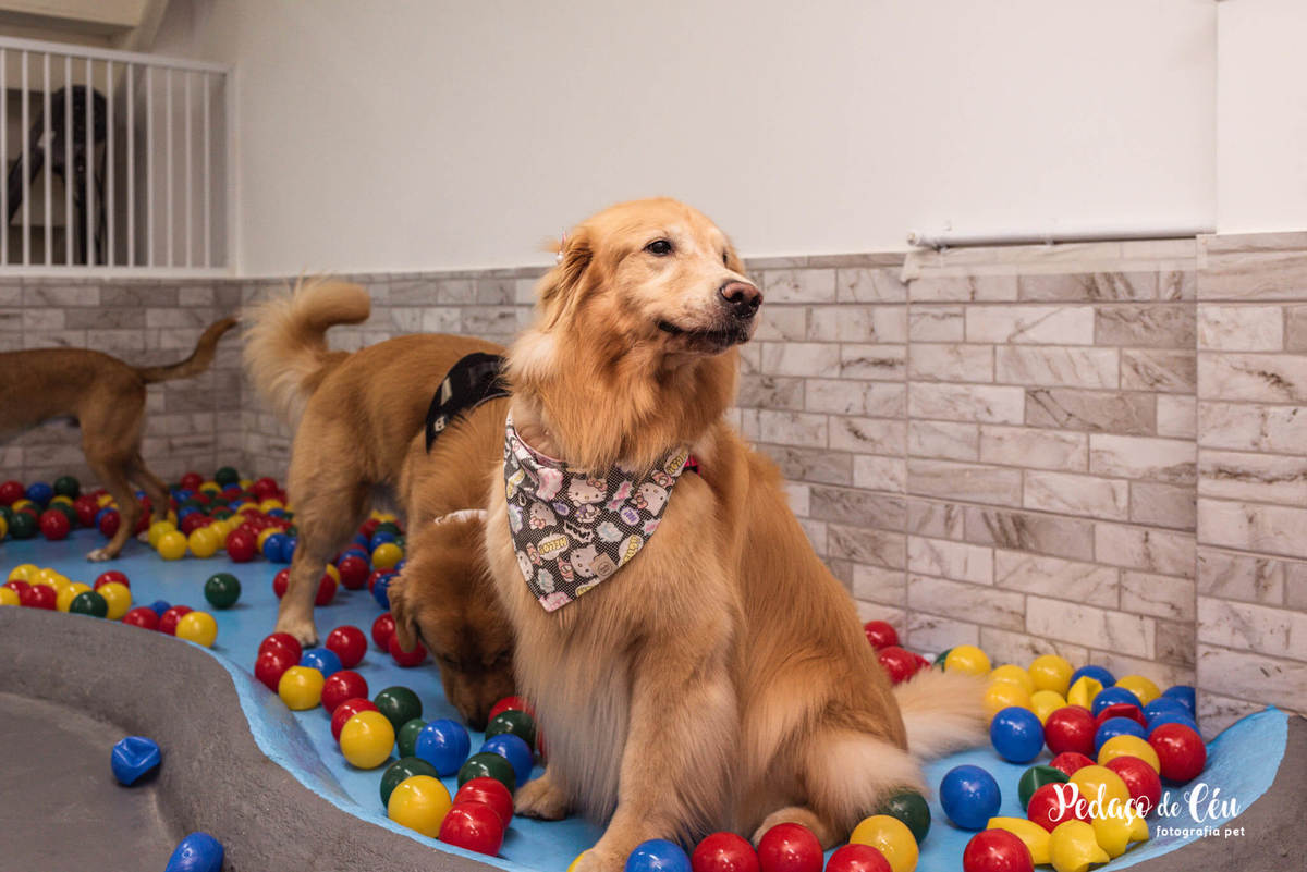 Festa Pet Golden Rio de Janeiro