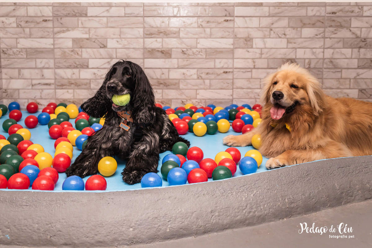 Festa Pet Golden Rio de Janeiro