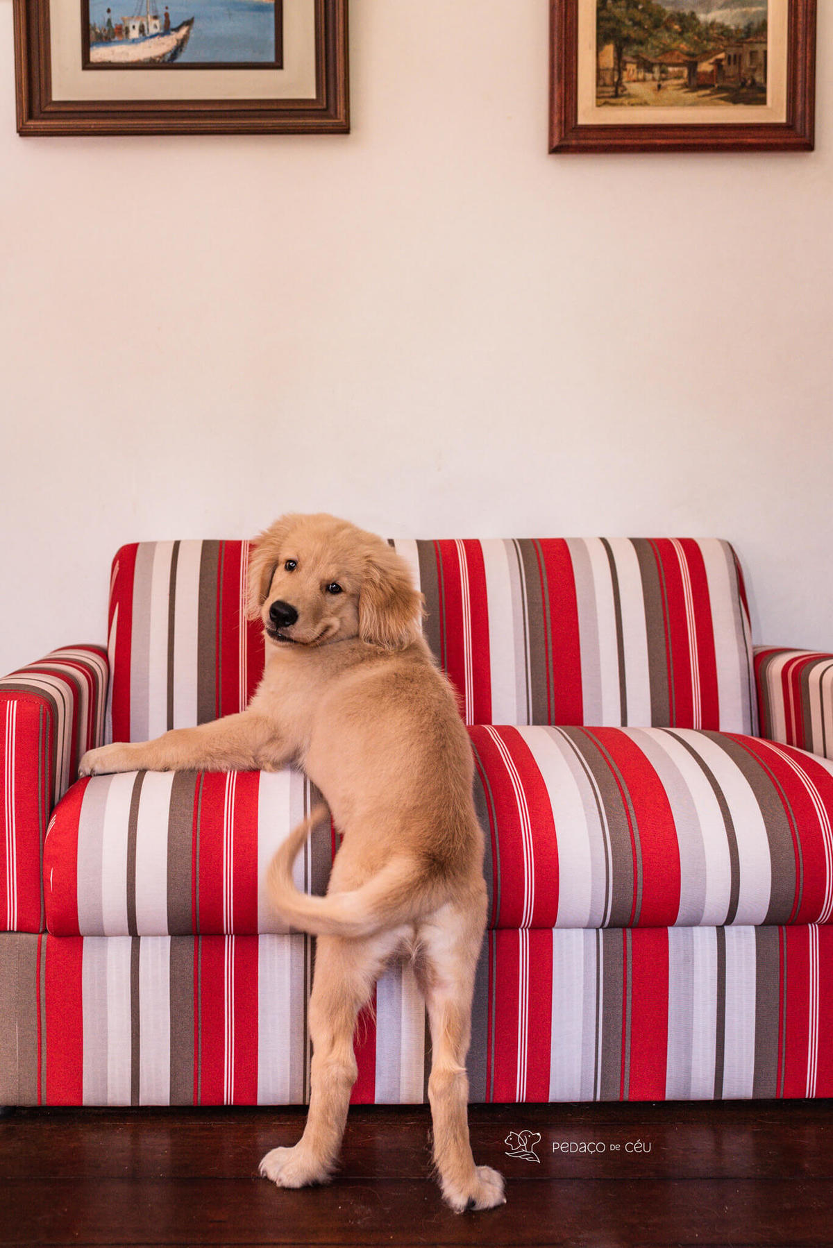 Ensaio pet filhote Golden Retriever Rio de Janeiro