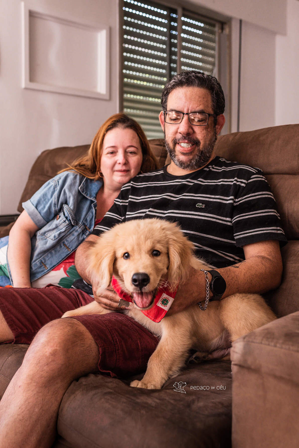 Ensaio pet filhote Golden Retriever Rio de Janeiro