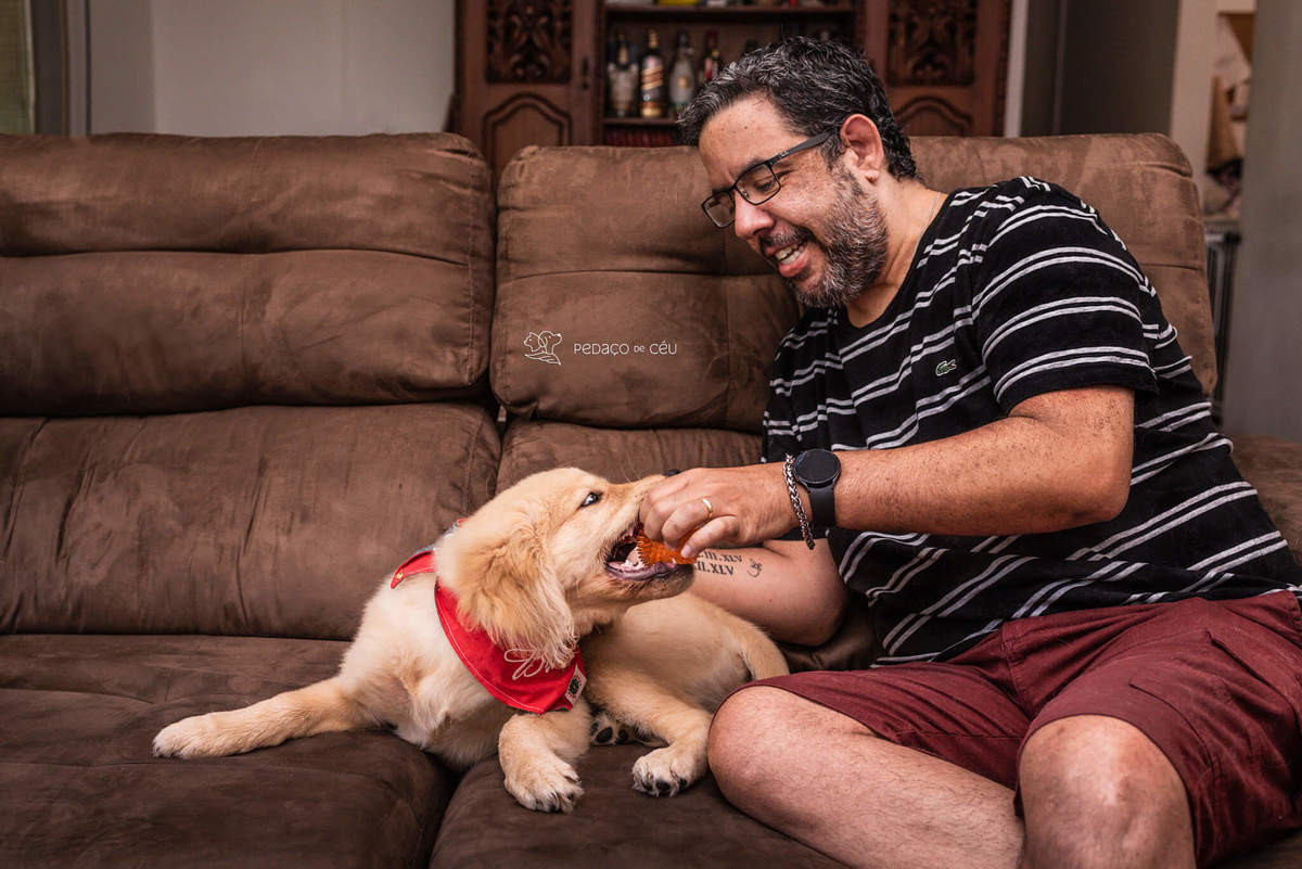 Ensaio pet filhote Golden Retriever Rio de Janeiro
