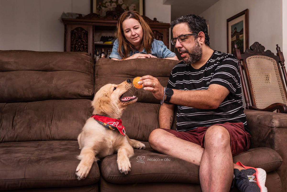 Ensaio pet filhote Golden Retriever Rio de Janeiro