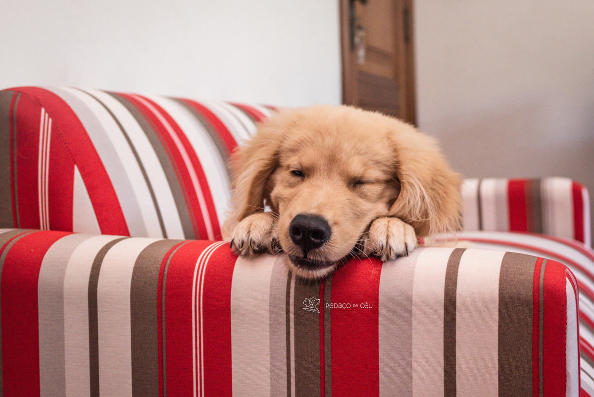 Ensaio pet filhote Golden Retriever Rio de Janeiro
