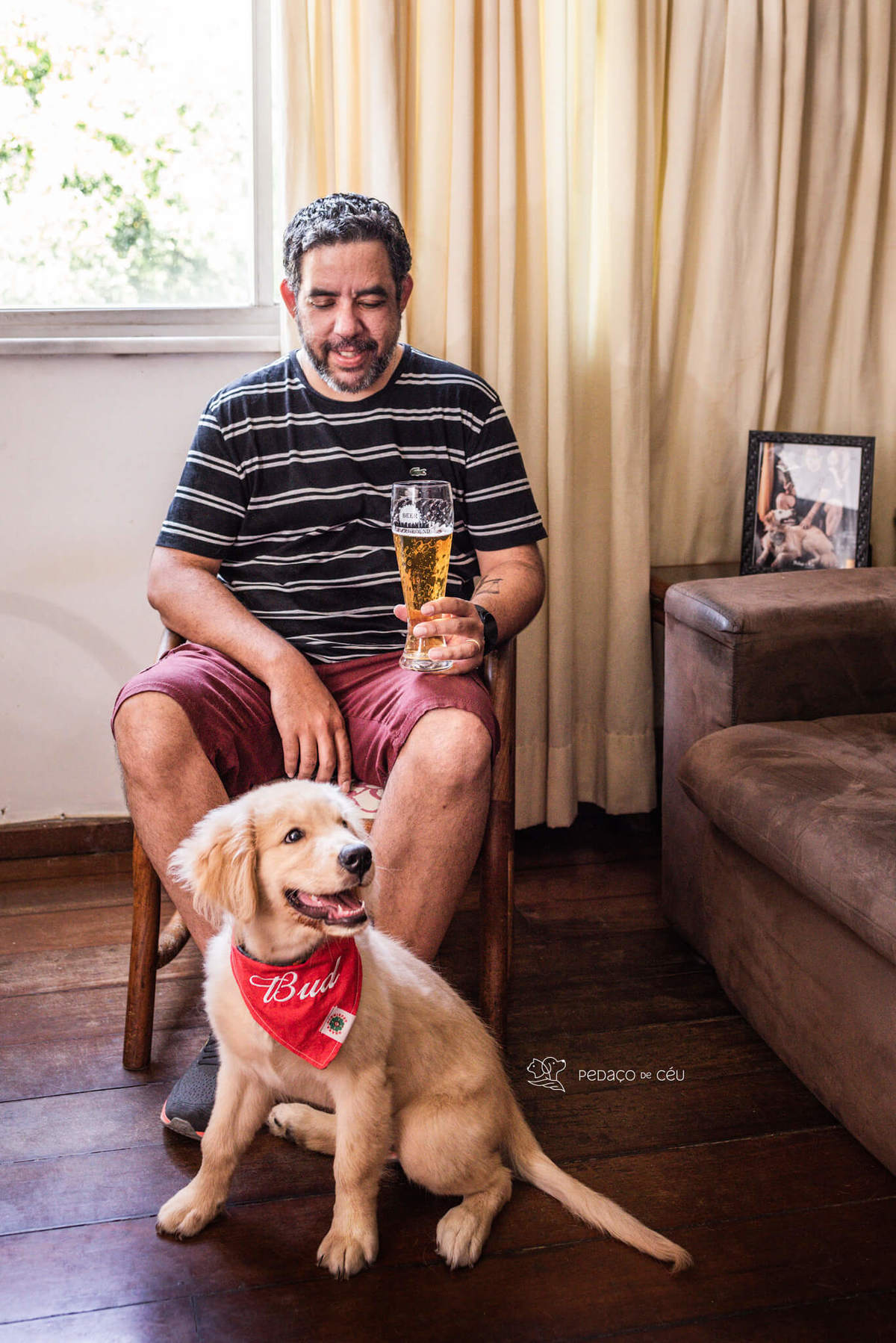 Ensaio pet filhote Golden Retriever Rio de Janeiro