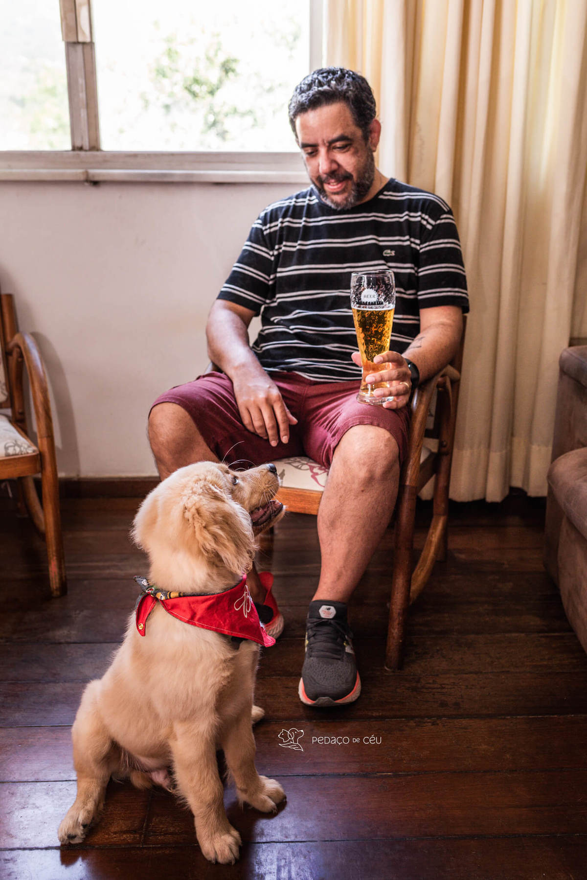 Ensaio pet filhote Golden Retriever Rio de Janeiro