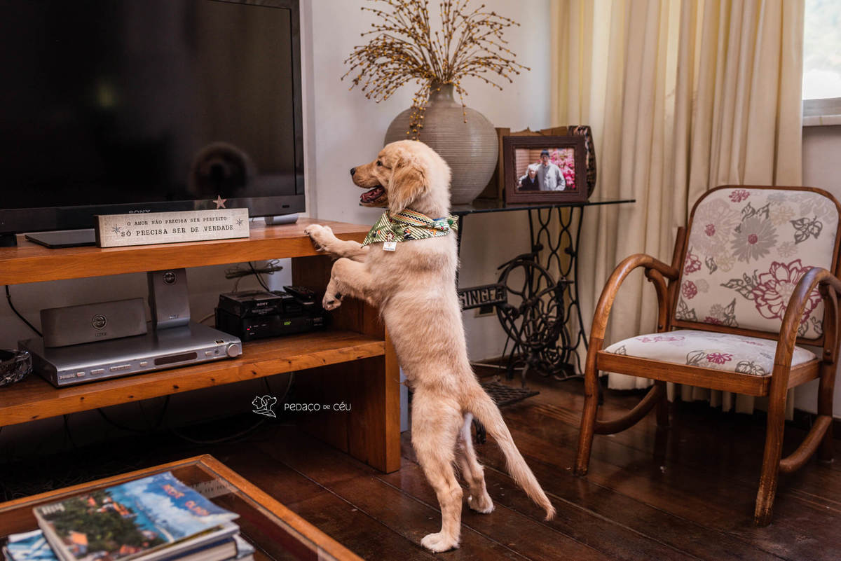 Ensaio pet filhote Golden Retriever Rio de Janeiro
