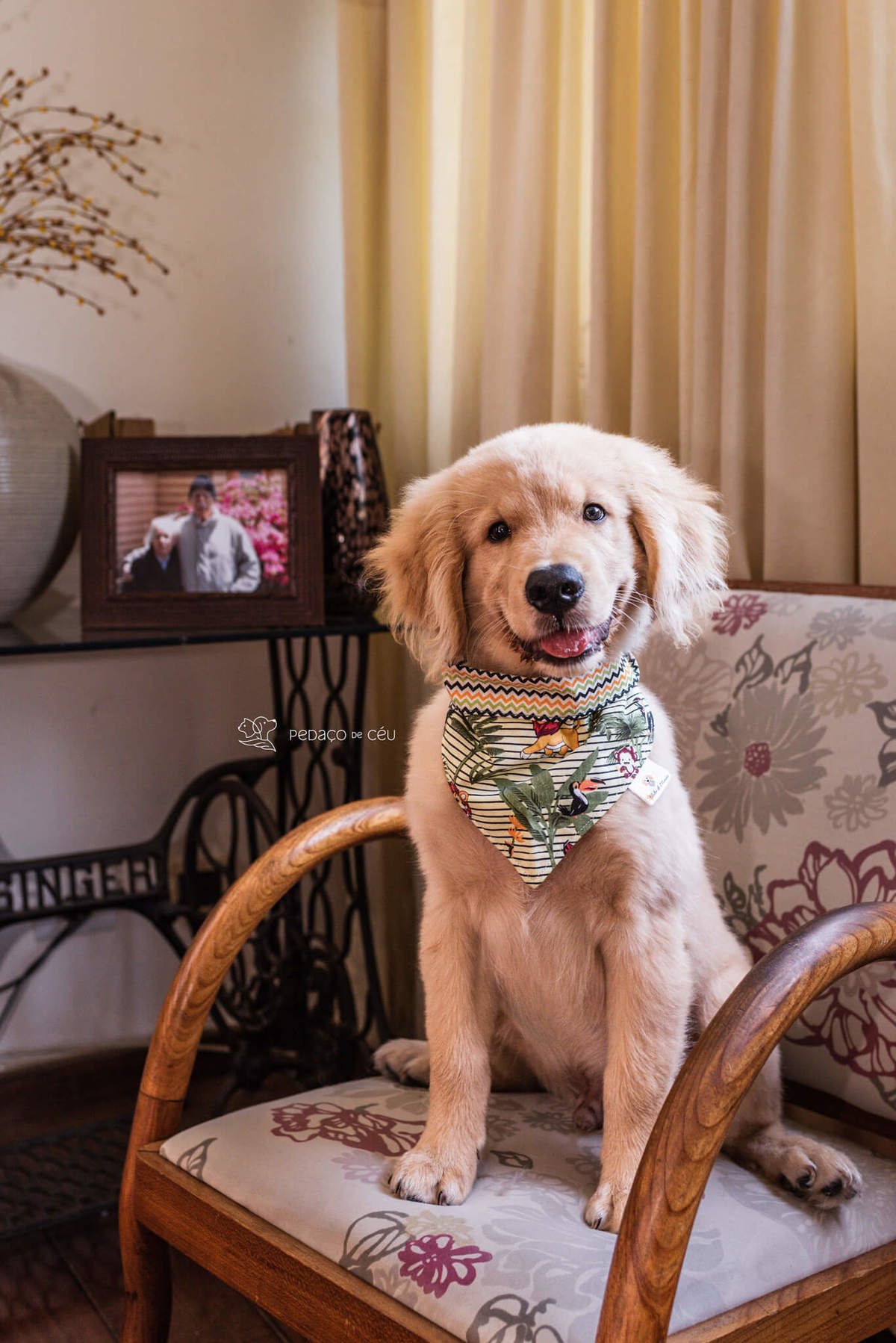 Ensaio pet filhote Golden Retriever Rio de Janeiro