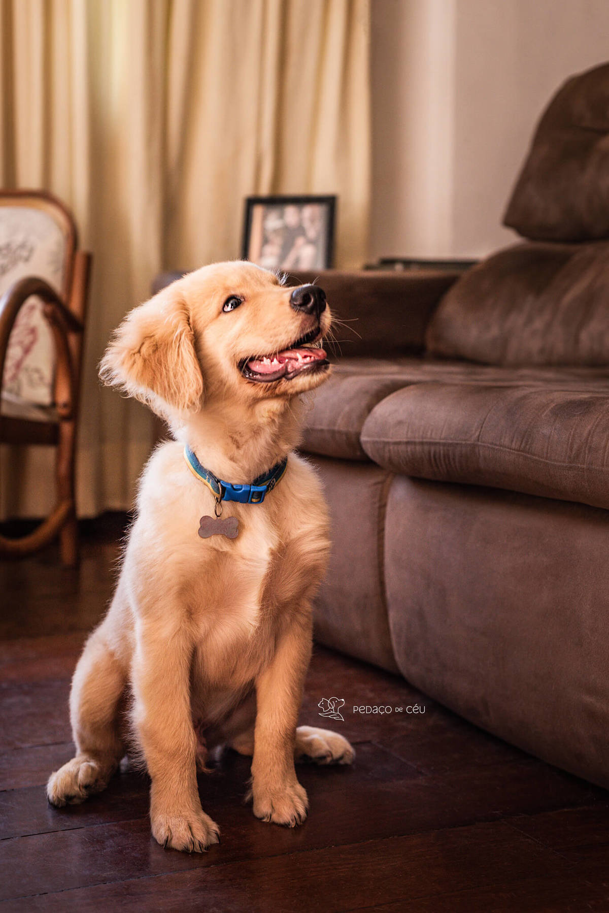 Ensaio pet filhote Golden Retriever Rio de Janeiro