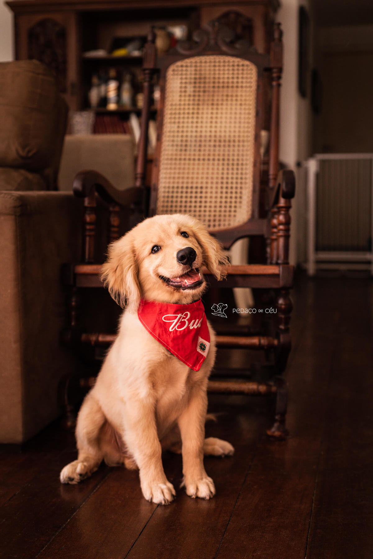 Ensaio pet filhote Golden Retriever Rio de Janeiro