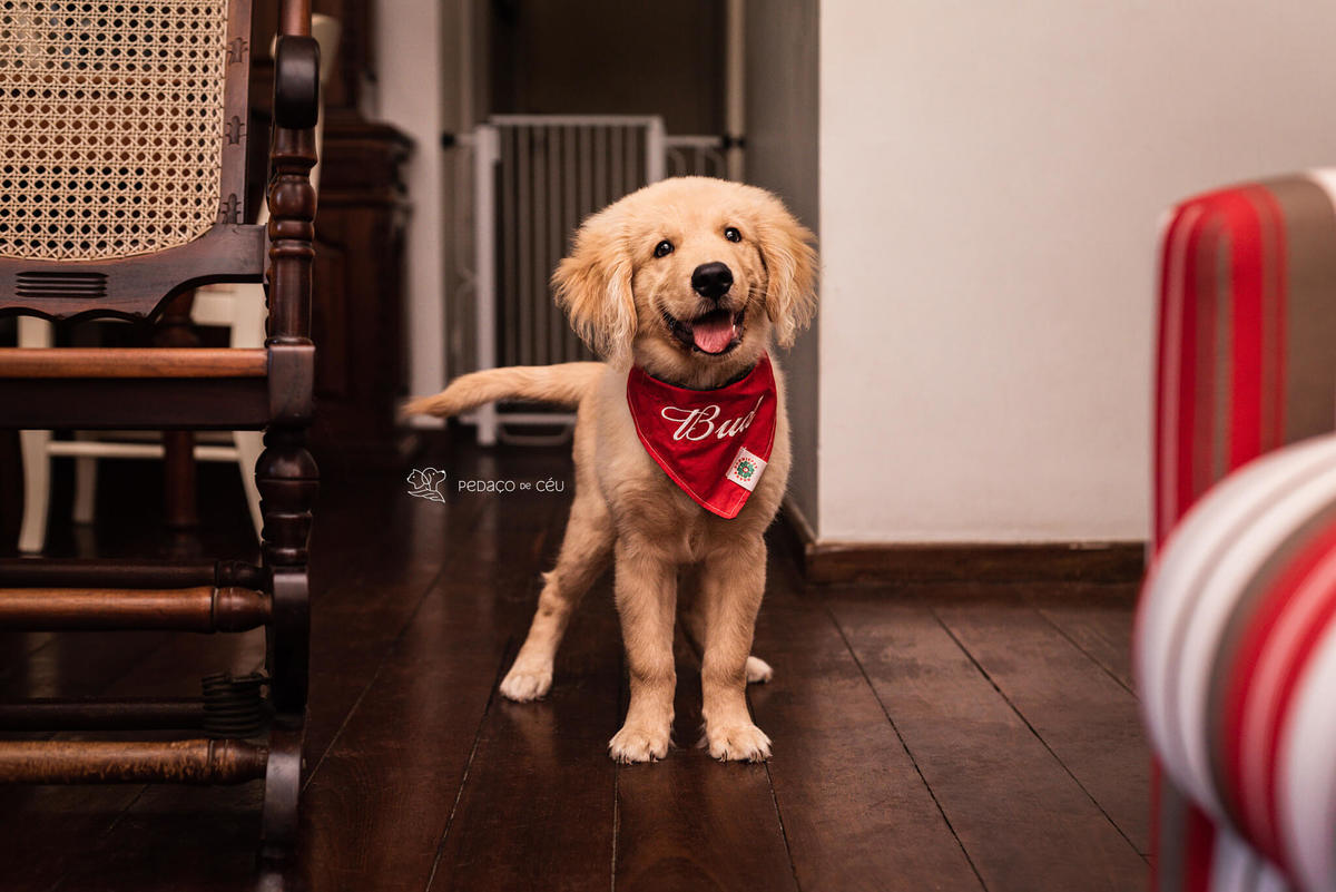 Ensaio pet filhote Golden Retriever Rio de Janeiro