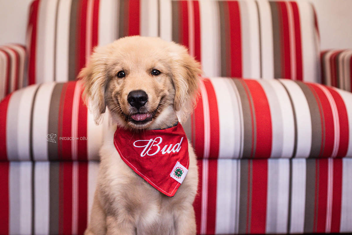 Ensaio pet filhote Golden Retriever Rio de Janeiro