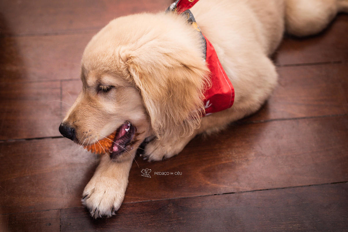 Ensaio pet filhote Golden Retriever Rio de Janeiro