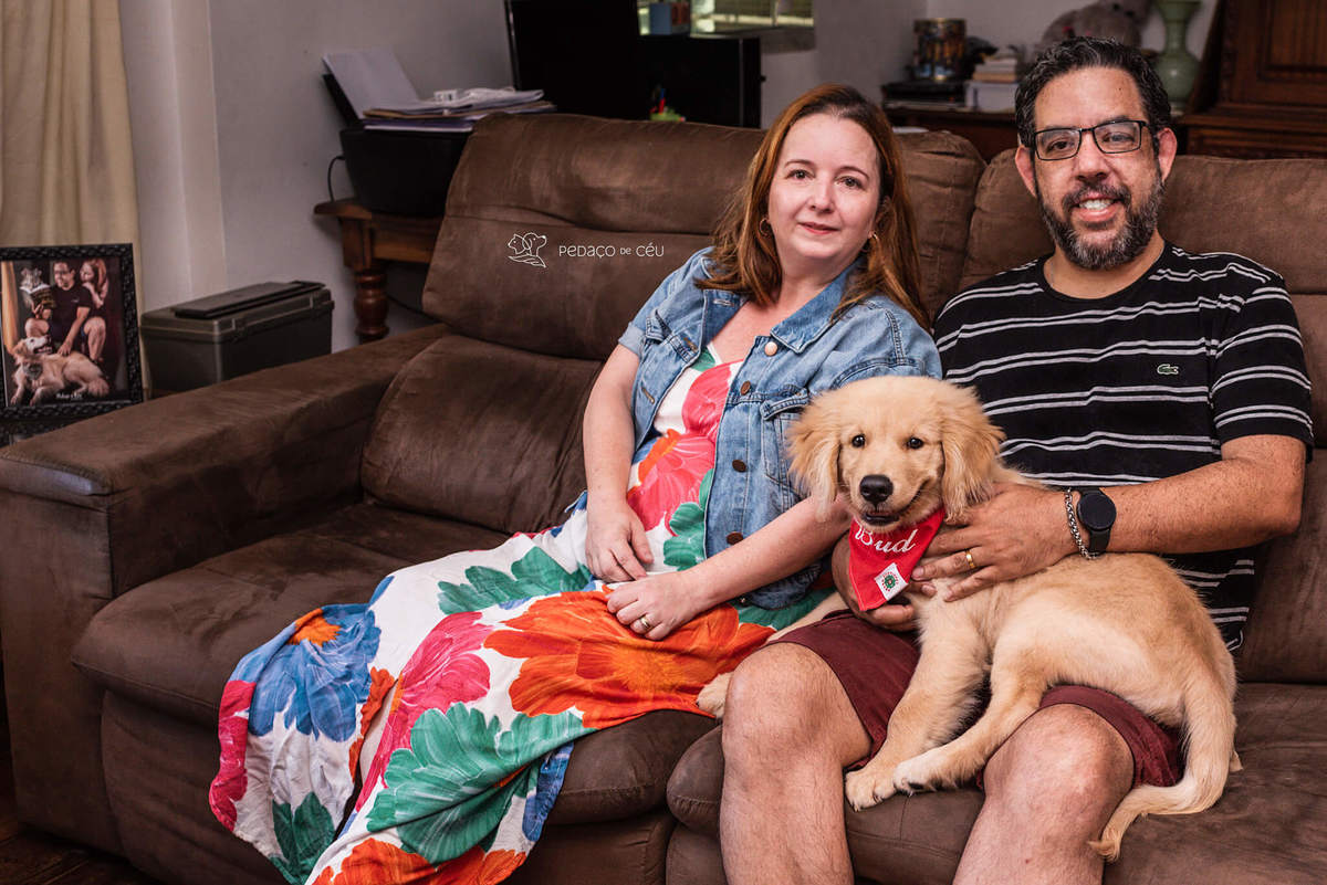 Ensaio pet filhote Golden Retriever Rio de Janeiro
