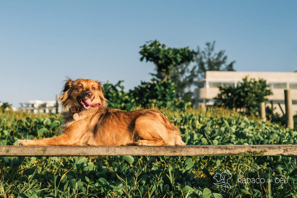 Ensaio Pet srd Praia do Pontal Rio de Janeiro